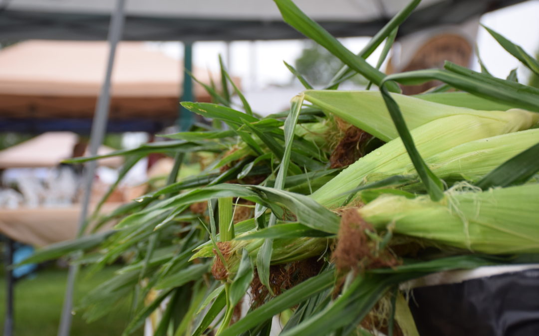 Sweet Corn